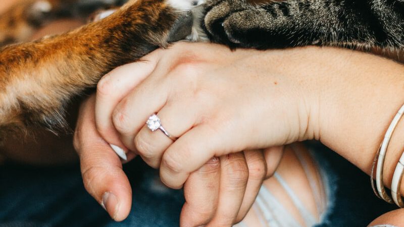 person holding brown tabby cat